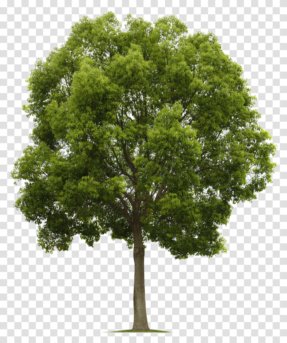 California Live Oak Tree High Resolution Transparent Png