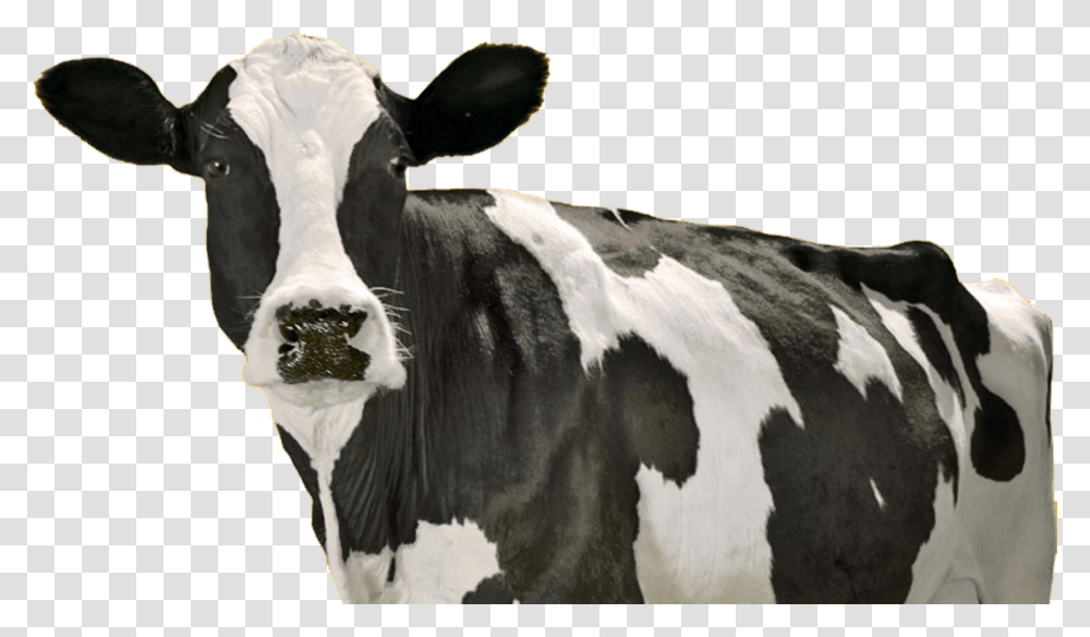 California Milk Cows, Cattle, Mammal, Animal, Dairy Cow Transparent Png
