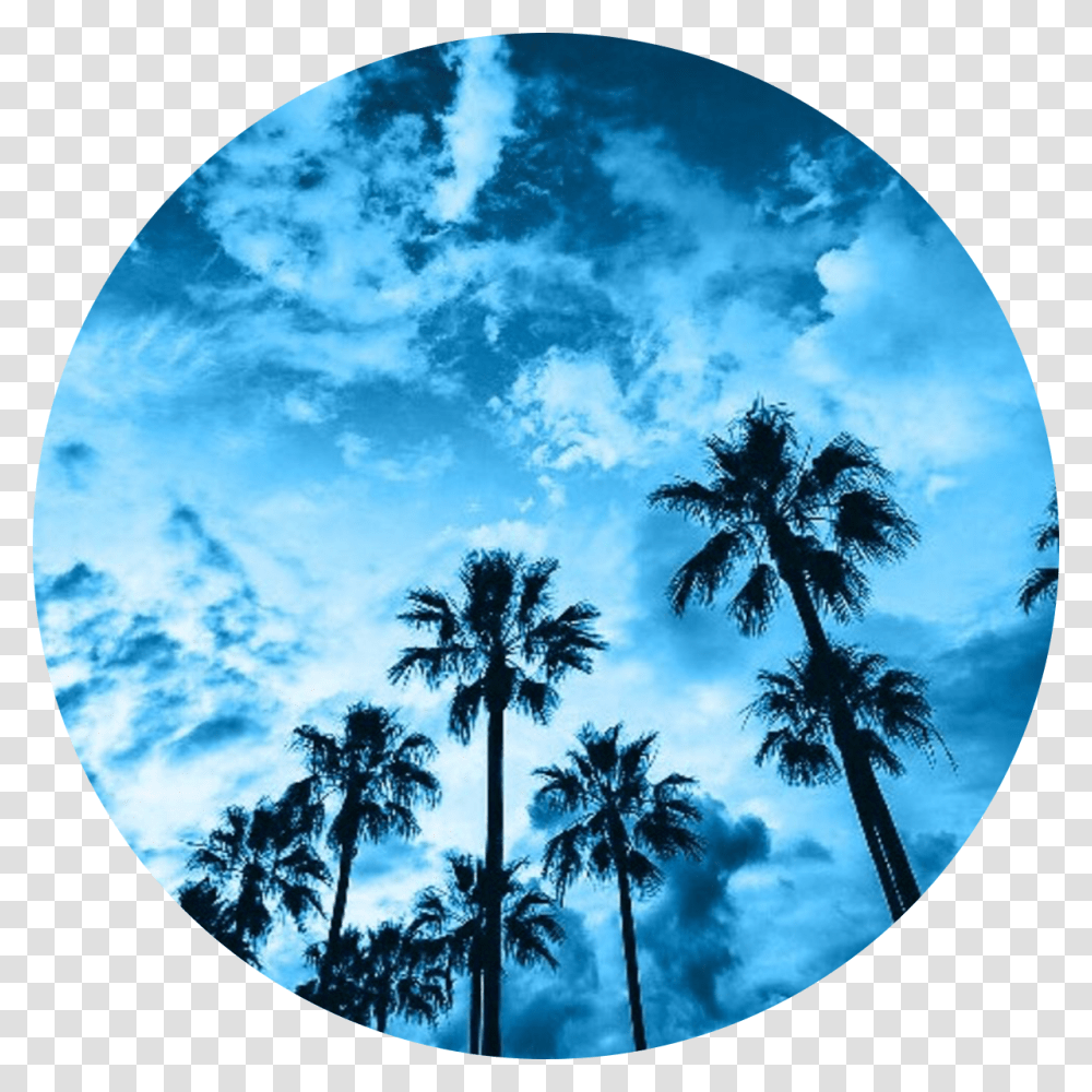 California Palm Tree, Window, Plant, Summer, Astronomy Transparent Png