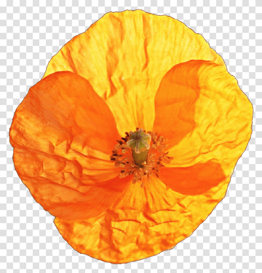 California Poppy Corn Poppy, Plant, Flower, Blossom, Anther Transparent Png