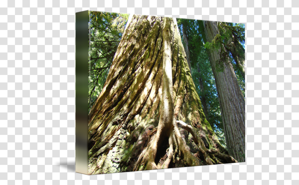 California Redwood Trees Art Prints Forest By Baslee Troutman Fine Valdivian Temperate Rain Forest, Plant, Tree Trunk, Root Transparent Png