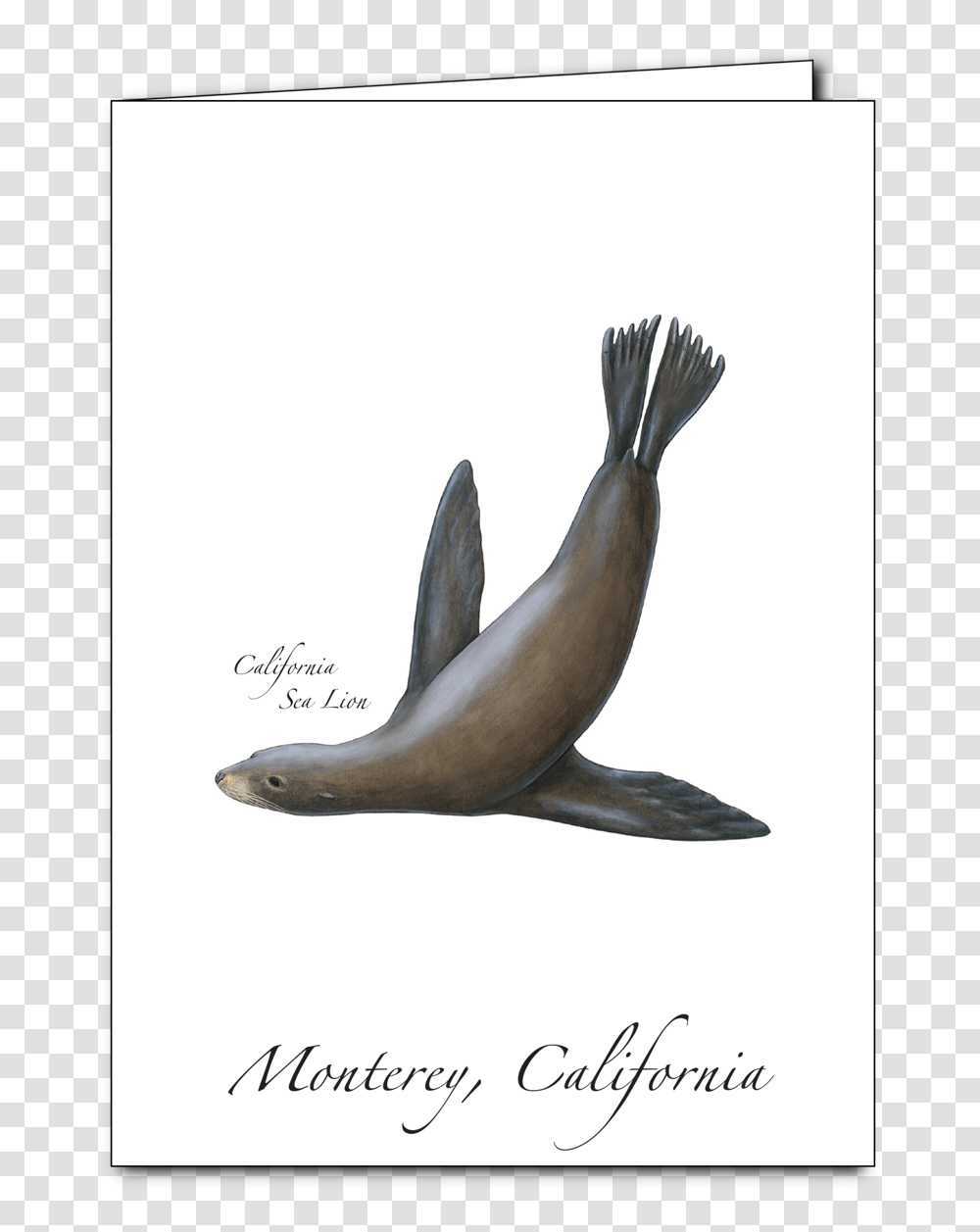 California Sea Lion, Bird, Animal, Mammal, Sea Life Transparent Png