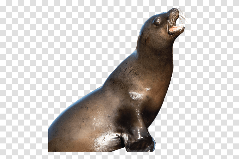 California Sea Lion, Mammal, Sea Life, Animal, Seal Transparent Png