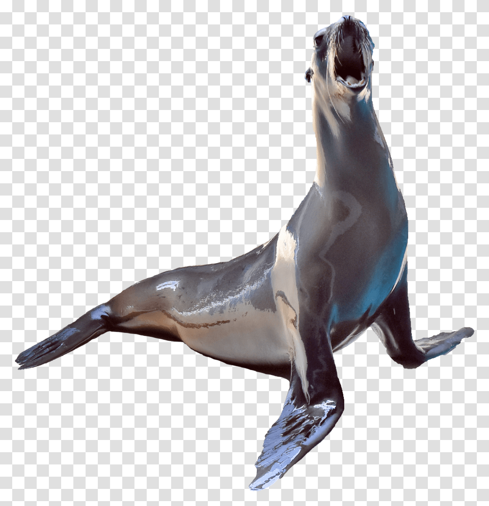 California Sea Lion Penguin, Mammal, Sea Life, Animal, Seal Transparent Png