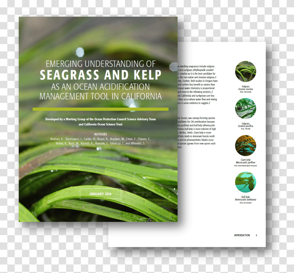 California Seagrass, Poster, Advertisement, Flyer, Paper Transparent Png