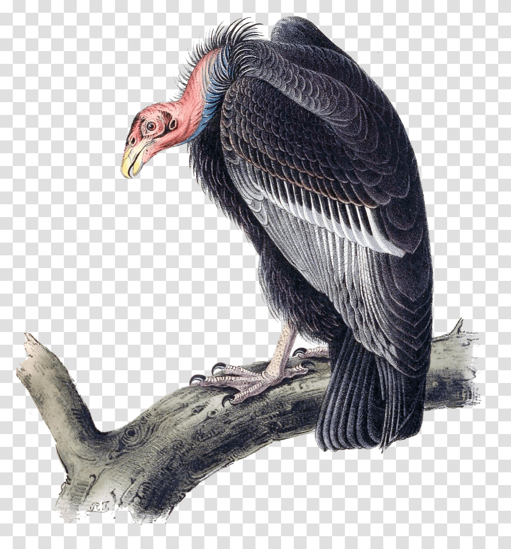 Californian Turkey Vulture Vulture Transparent Png