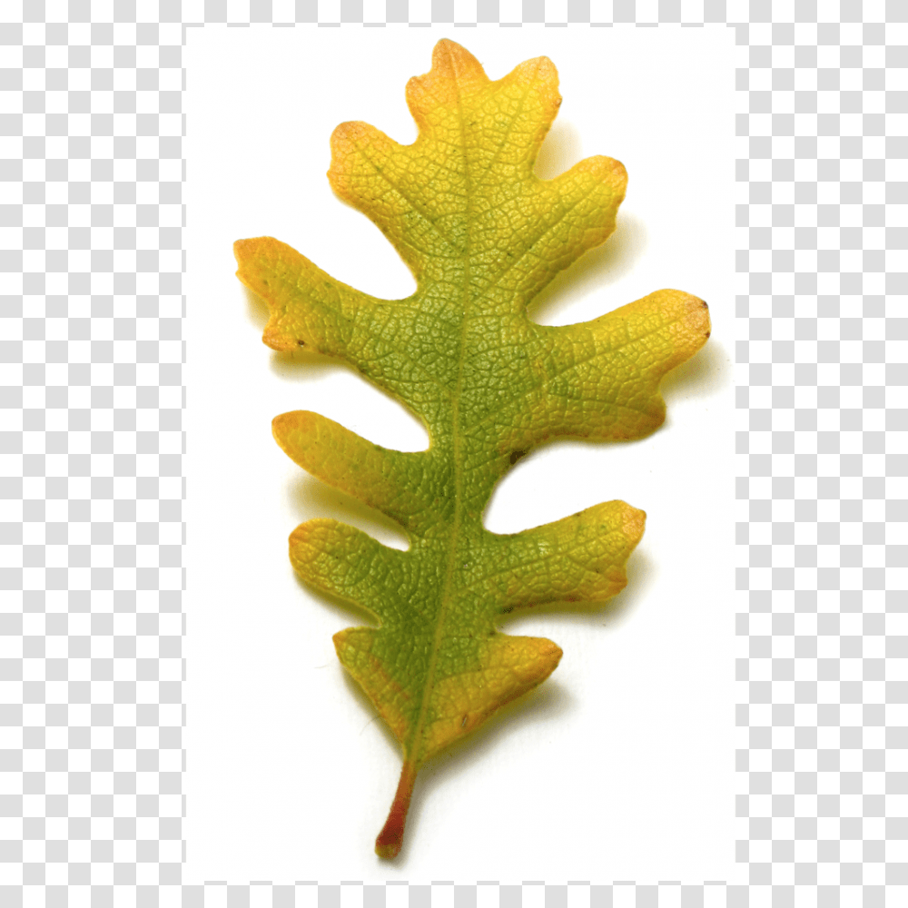 Californias Iconic Trees Pines Oak Eucalypts And Figs Matt, Leaf, Plant, Lizard, Reptile Transparent Png