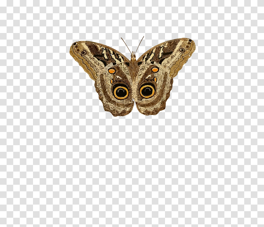 Caligo Teucer, Animals, Moth, Butterfly, Insect Transparent Png