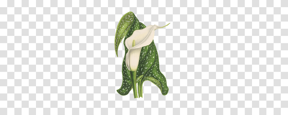 Calla Nature, Plant, Flower, Blossom Transparent Png