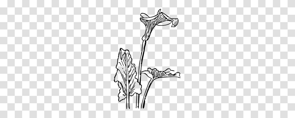 Calla Nature, Gray, World Of Warcraft Transparent Png