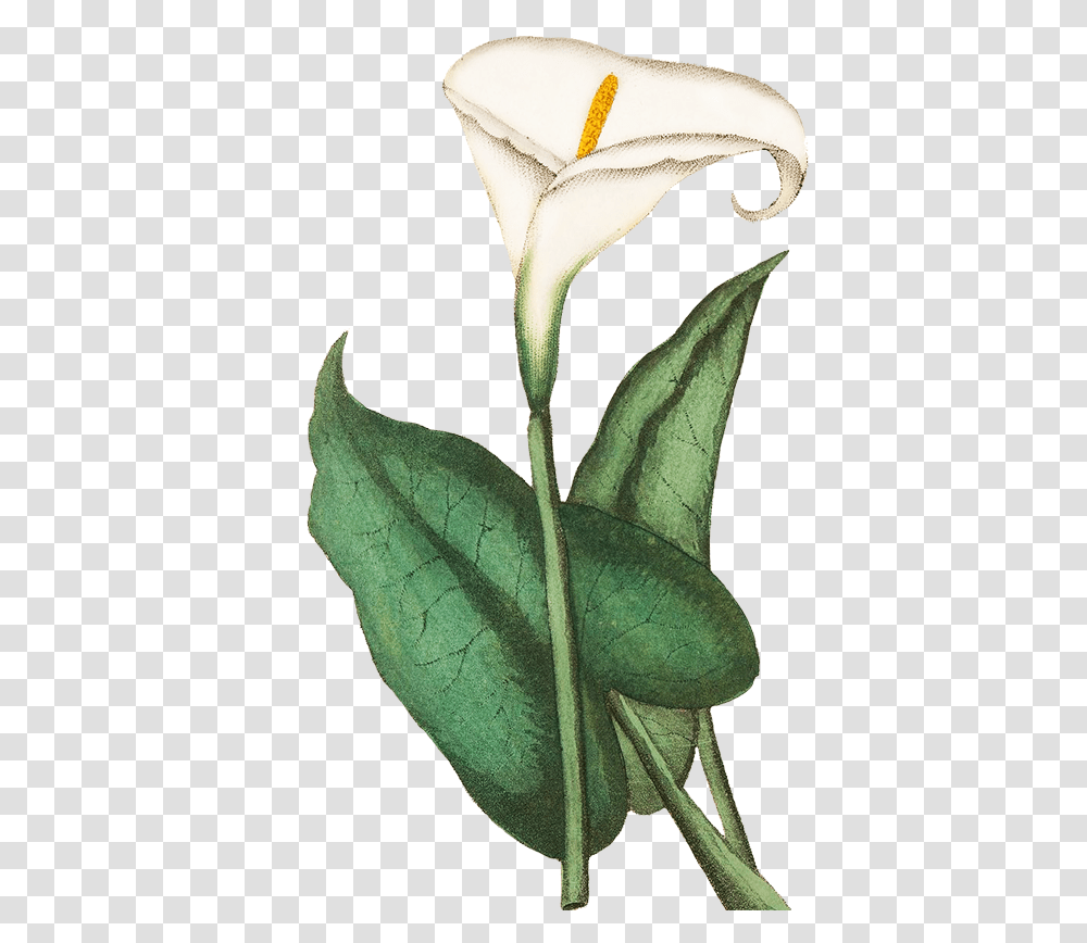 Calla Calla Lily Flowers, Plant, Blossom, Leaf, Acanthaceae Transparent Png