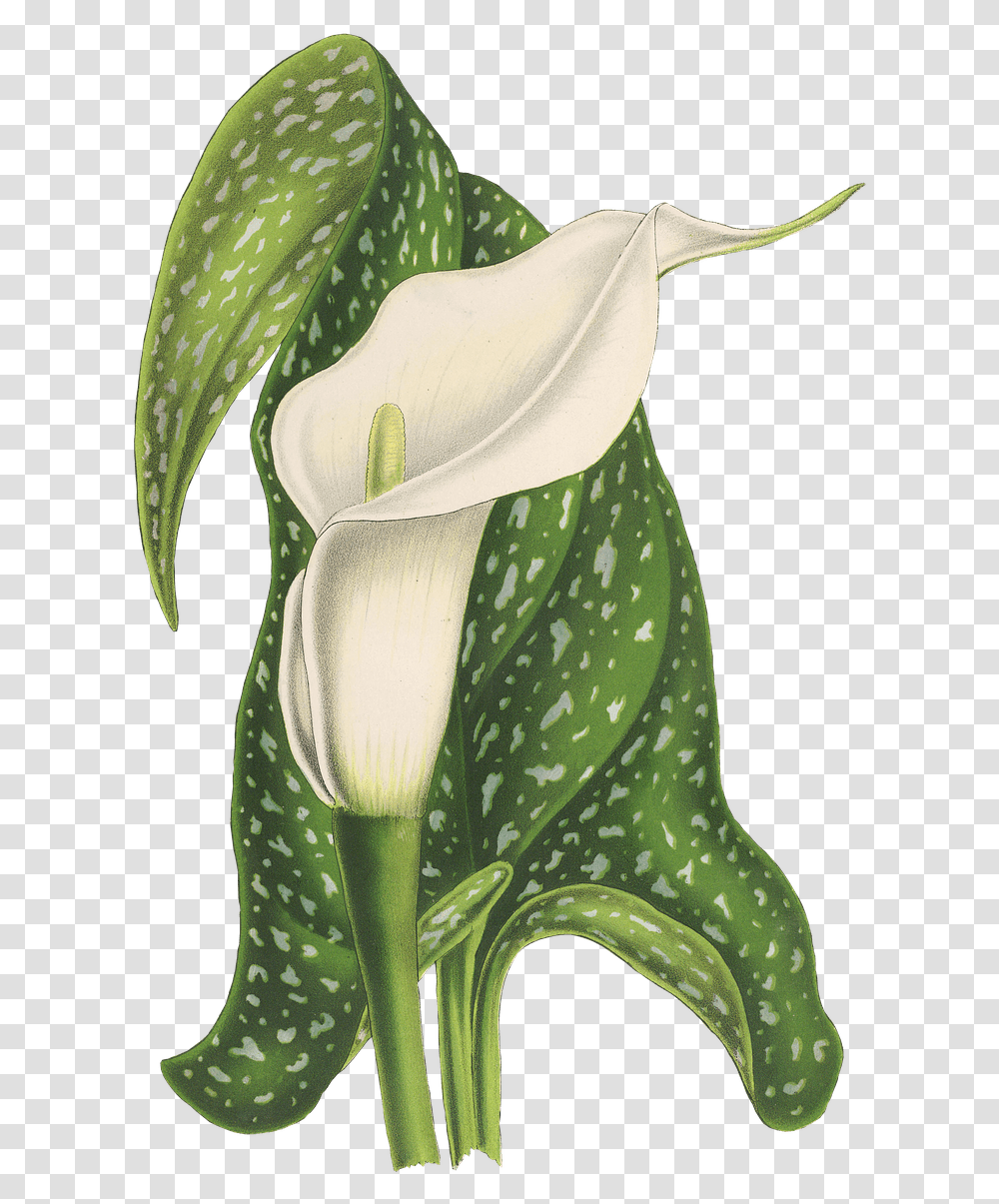 Calla Flower Drawing Stickpng Calla Lily Wedding Invitations, Plant, Blossom, Araceae, Person Transparent Png