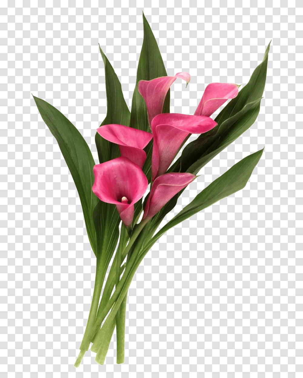 Calla Lilies Calla Lilies, Plant, Flower, Blossom, Gladiolus Transparent Png