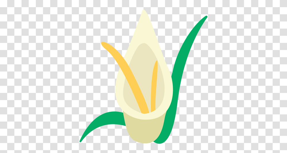 Calla Lilies Flower Flat & Svg Vector File Illustration, Plant, Vegetable, Food, Produce Transparent Png