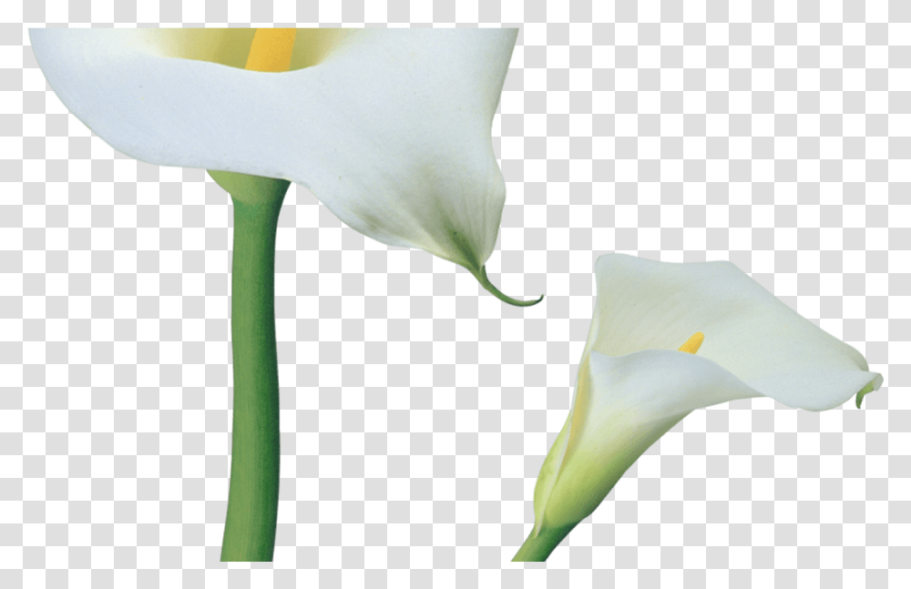 Calla Lilies Flowers Clipart Gallery Full Background Calla Lily, Plant, Blossom, Petal, Araceae Transparent Png