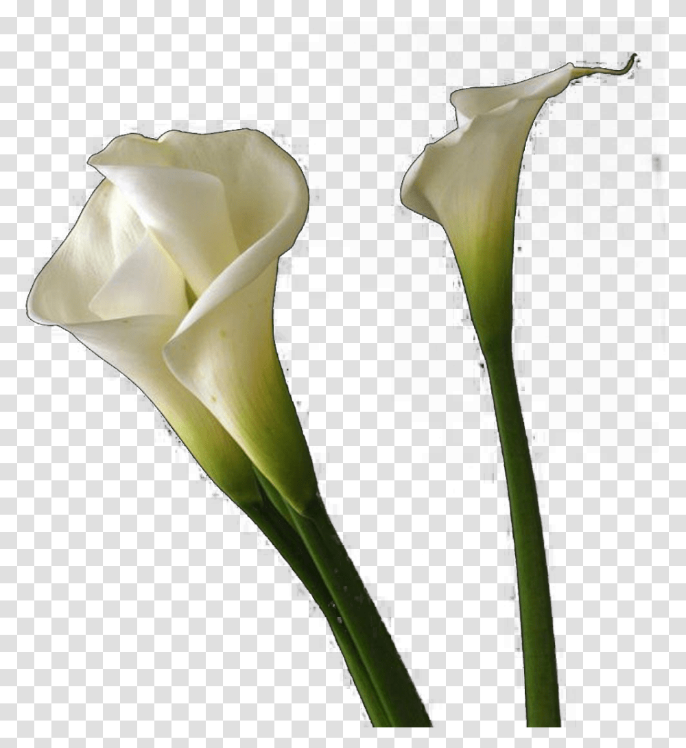 Calla Lilies Flowers Free Background, Plant, Blossom, Petal, Araceae Transparent Png