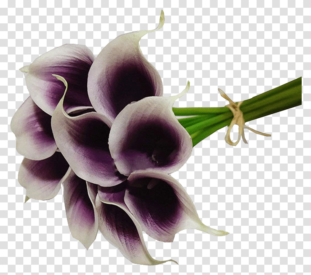 Calla Lilies Flowers Image File, Plant, Petal, Pollen, Anther Transparent Png