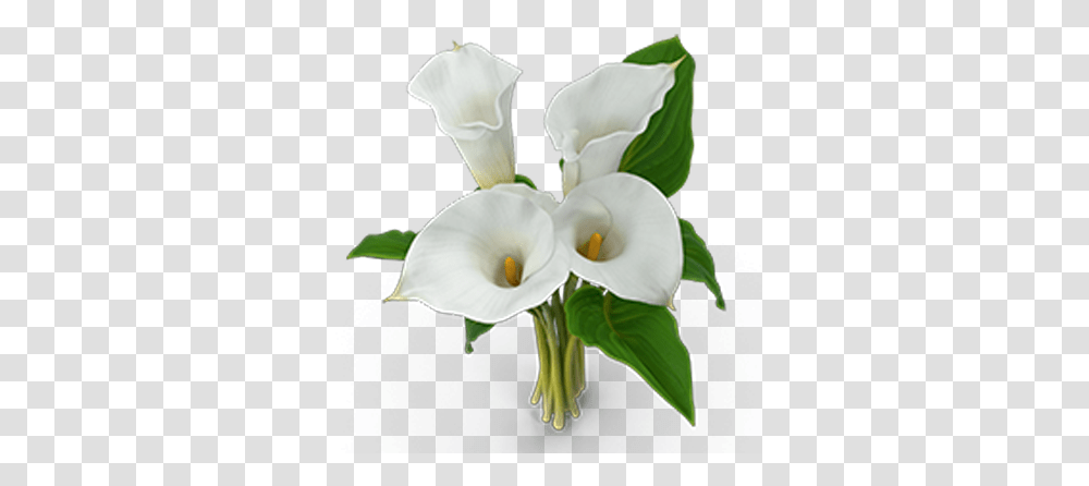 Calla Lilies Lawyers In The Philippines Lovely, Plant, Flower, Blossom, Petal Transparent Png