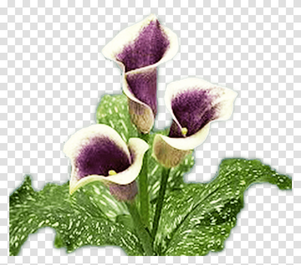 Calla Lilies White Purple Lily Flowers Purple And White Calla Lily, Plant, Blossom, Iris, Foxglove Transparent Png