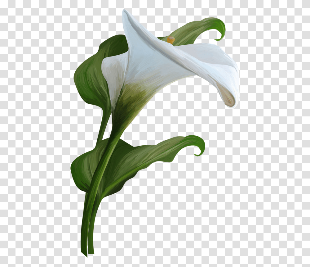 Calla Lily Calla Lily, Plant, Flower, Blossom, Araceae Transparent Png