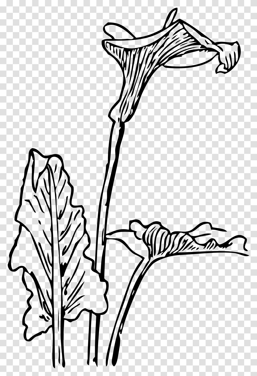 Calla Lily Clip Art Free, Plant, Flower, Leaf, Veins Transparent Png