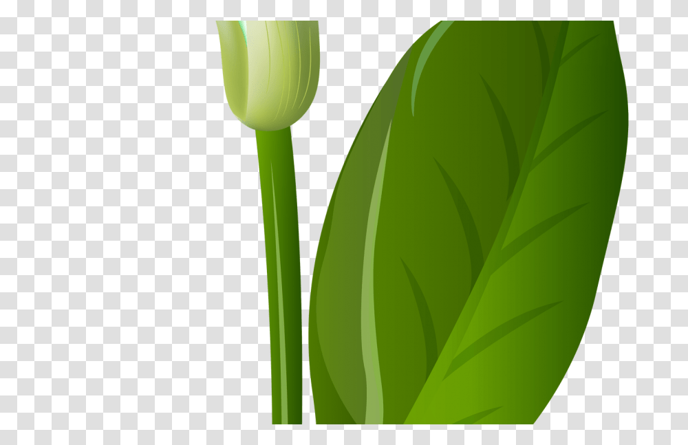 Calla Lily Clip Art Image, Plant, Tulip, Flower, Blossom Transparent Png