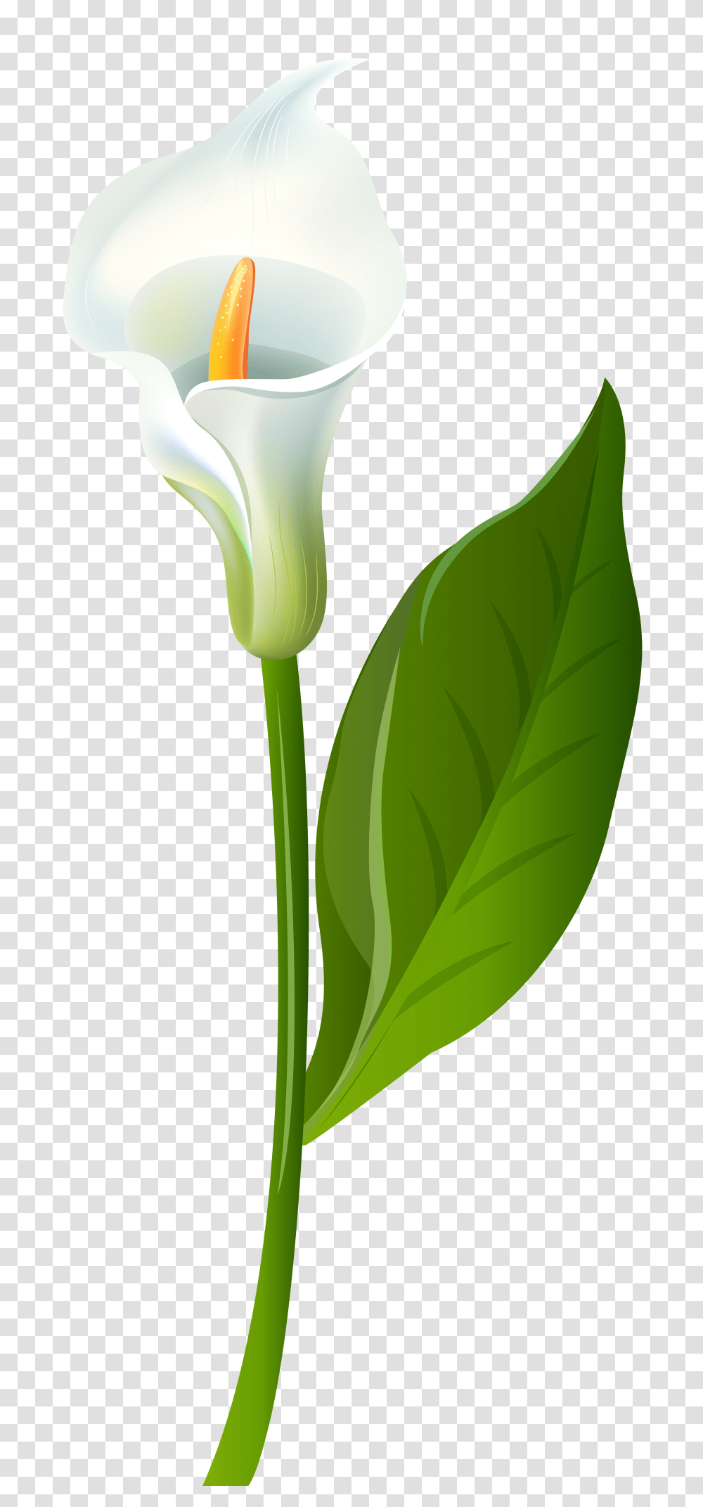 Calla Lily Clip Art, Plant, Flower, Blossom, Leaf Transparent Png
