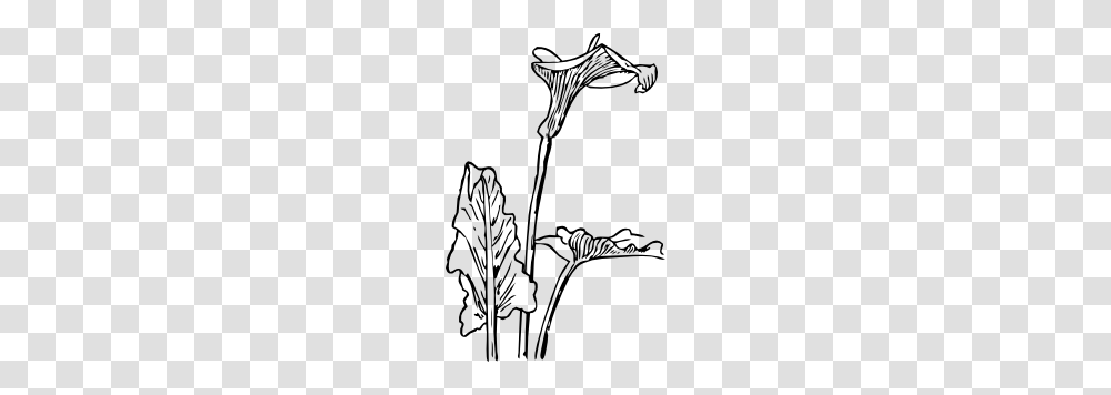 Calla Lily Clip Art, Plant, Flower, Leaf, Acanthaceae Transparent Png