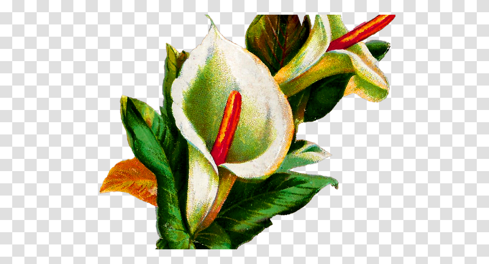 Calla Lily Clipart Potluck, Plant, Flower, Blossom, Petal Transparent Png