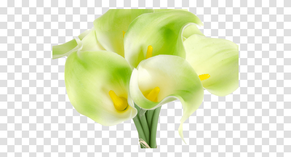 Calla Lily Clipart Religious Lovely, Plant, Flower, Blossom, Petal Transparent Png