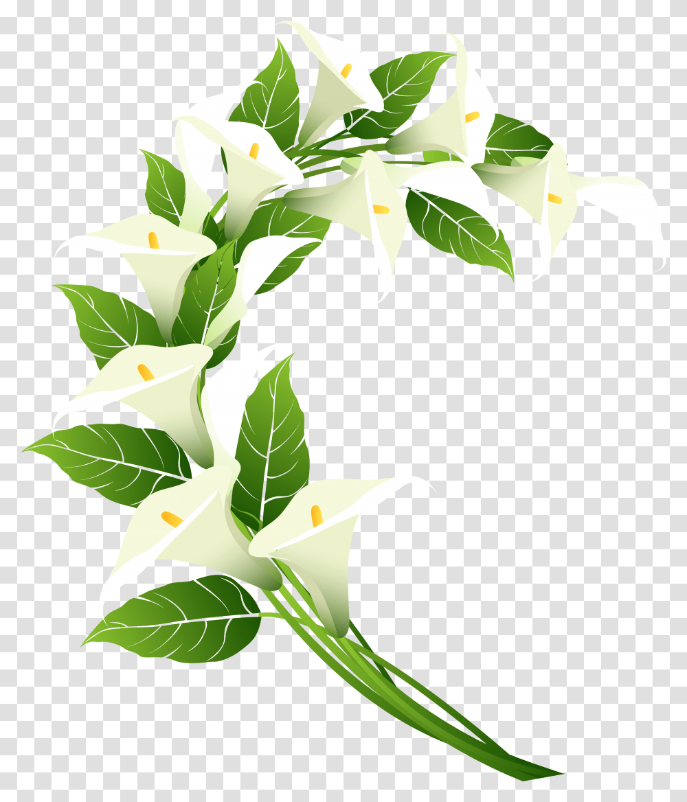 Calla Lily Decoration Clip Art Image, Plant, Flower, Blossom, Acanthaceae Transparent Png