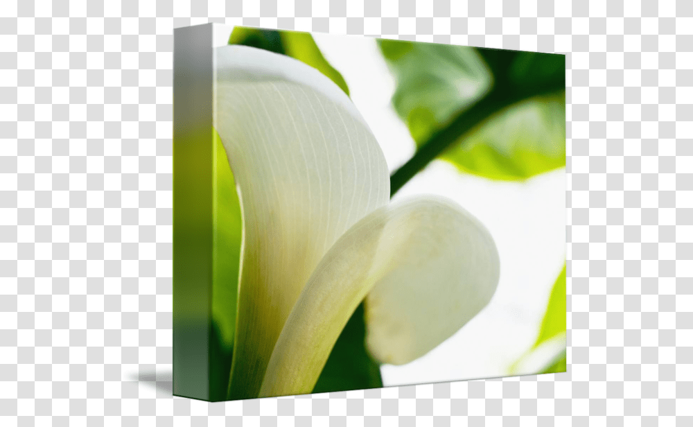 Calla Lily Extreme Close Up Of Large White Petal, Plant, Flower, Blossom, Araceae Transparent Png