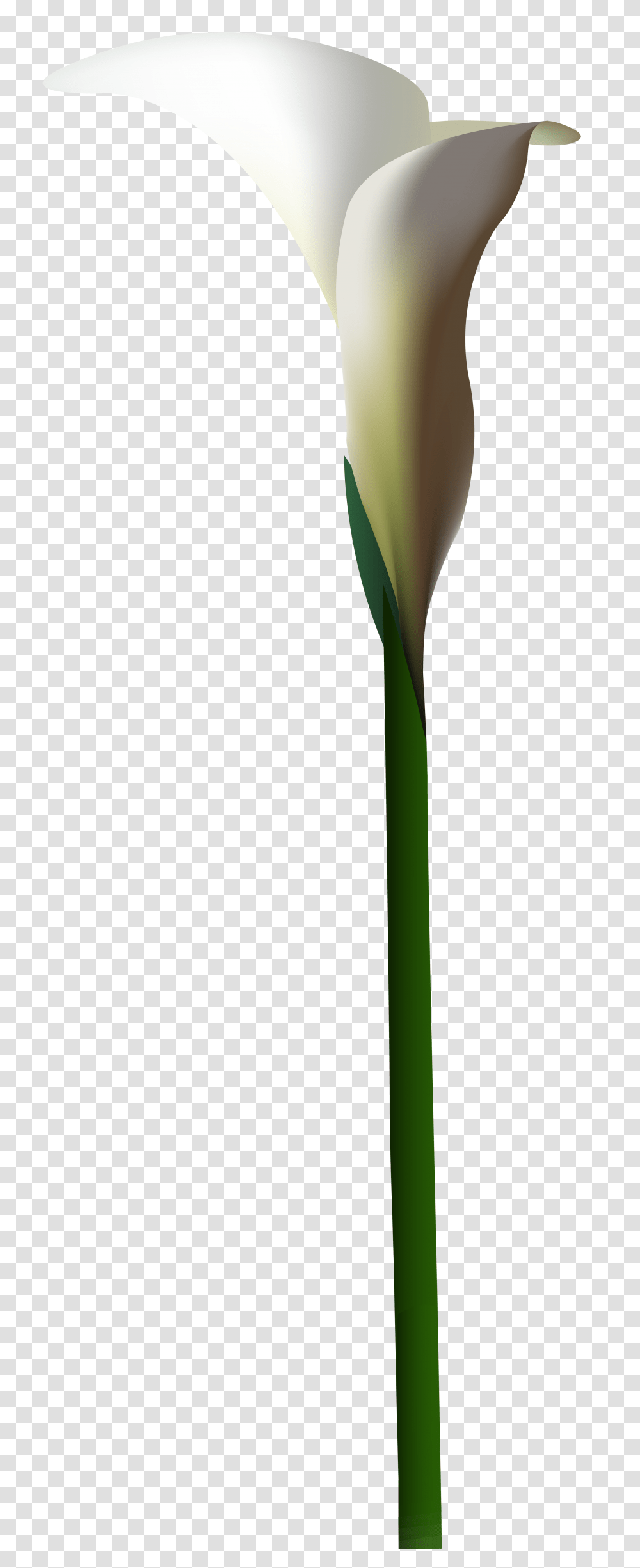 Calla Lily Flower Clip Art, Plant, Bamboo, Green Transparent Png