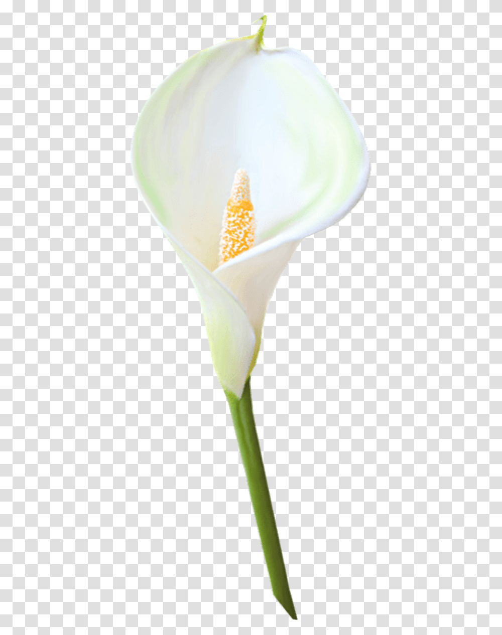 Calla Lily Flower Clipart Calla Lily Background, Plant, Blossom, Pollen, Araceae Transparent Png