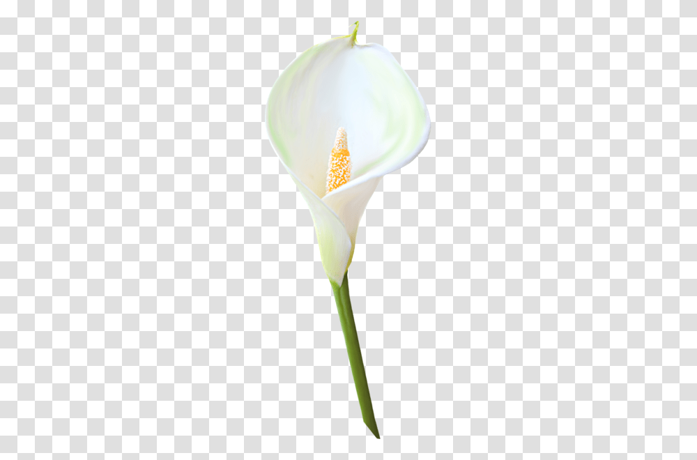 Calla Lily Flower Clipart Clipart, Plant, Blossom, Pollen, Araceae Transparent Png