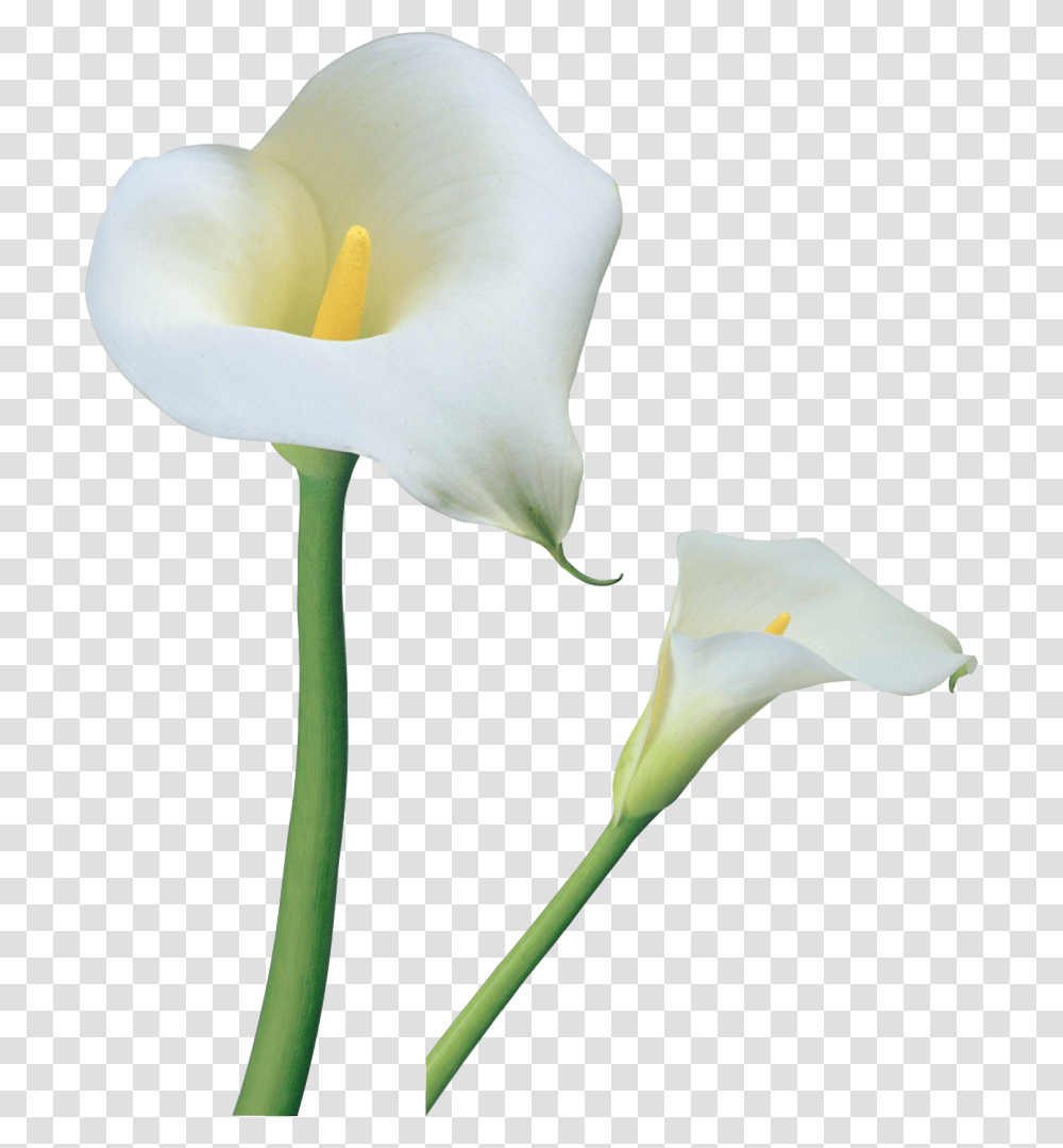 Calla Lily Flower, Plant, Blossom, Araceae, Staircase Transparent Png