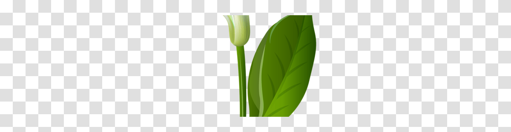 Calla Lily Image, Plant, Flower, Blossom, Tulip Transparent Png