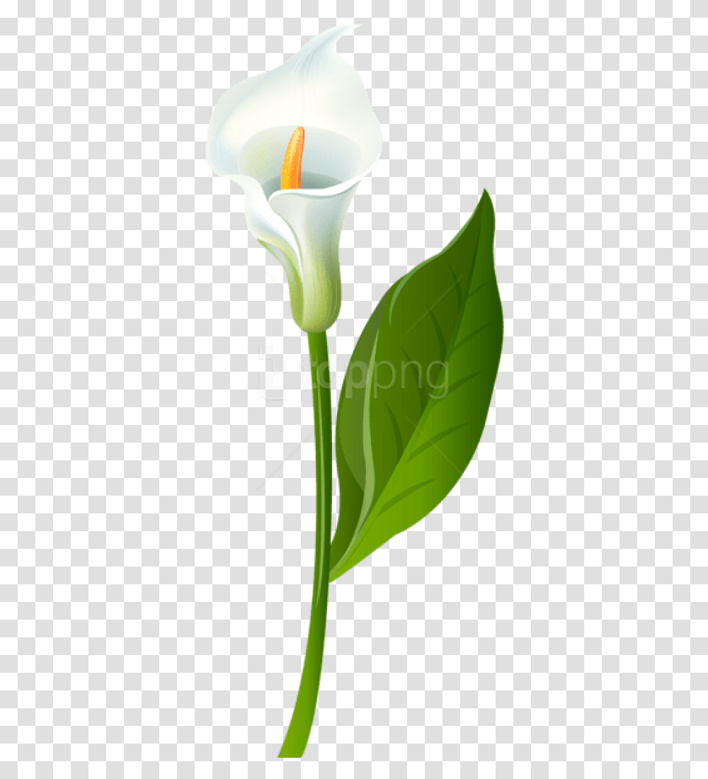 Calla Lily Images Calla Lily Clip Art Free, Plant, Flower, Blossom, Tulip Transparent Png