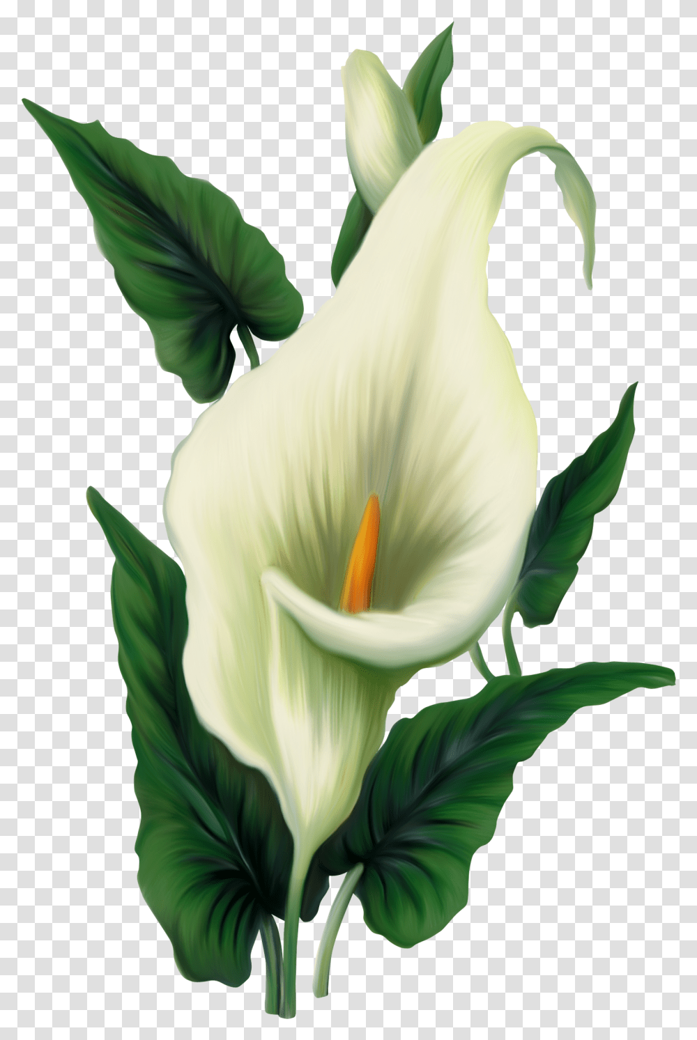 Calla Lily Picture, Plant, Flower, Blossom, Araceae Transparent Png