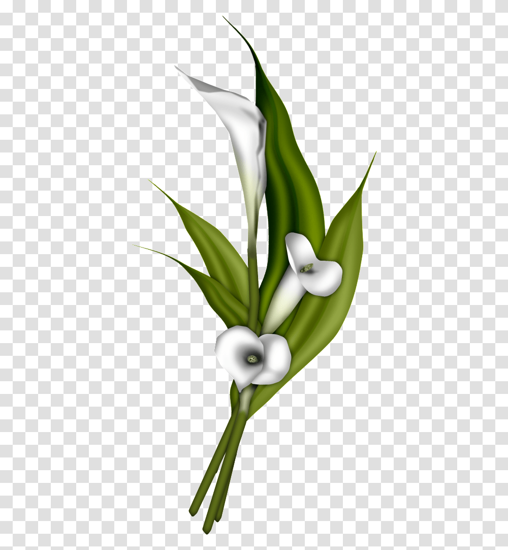 Calla Lily Picture, Plant, Produce, Food, Leek Transparent Png