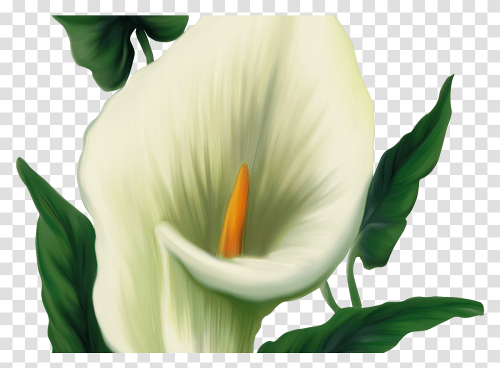 Calla Lily Picture Transzfer Calla Lilies Free Easter Clip Art, Plant, Flower, Green, Petal Transparent Png