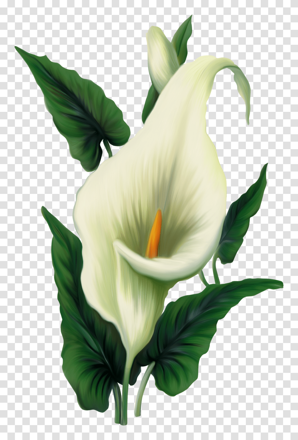 Calla Lily, Plant, Flower, Blossom, Araceae Transparent Png