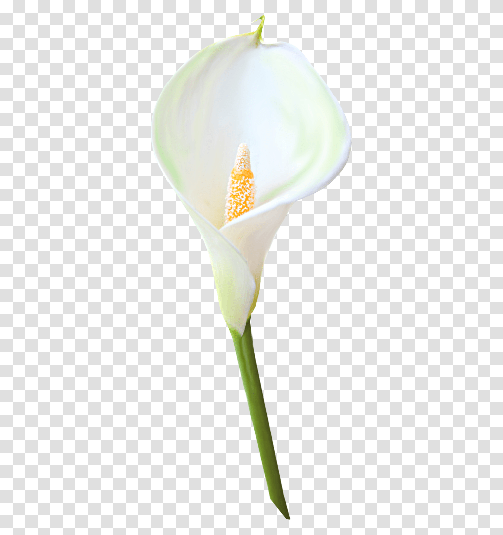 Calla Lily Single Flower, Plant, Blossom, Anther, Petal Transparent Png