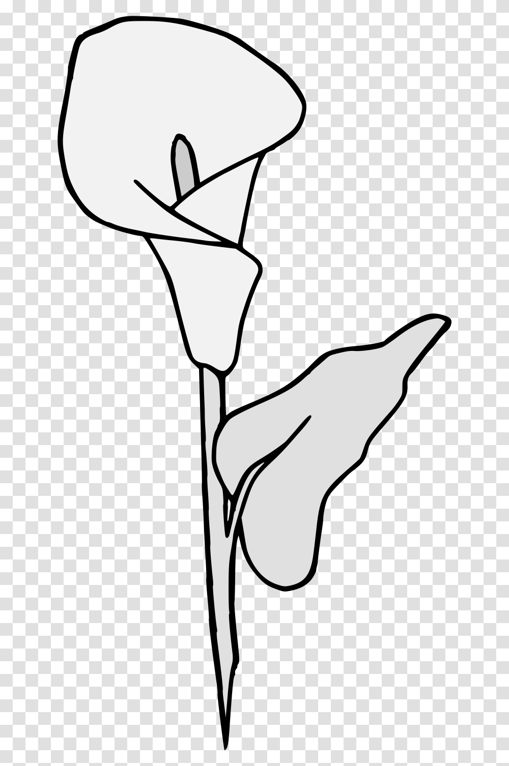 Calla Lily Traceable Heraldic Art Lovely, Plant, Flower, Blossom, Person Transparent Png