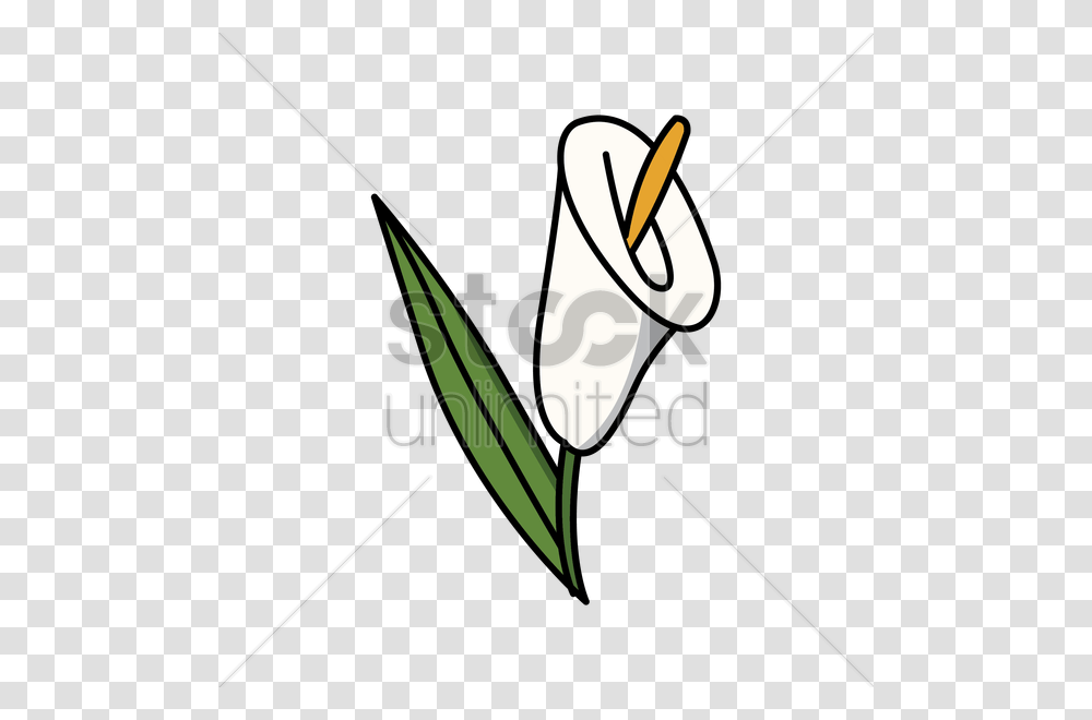 Calla Lily Vector Image, Dynamite, Plant, Bow Transparent Png