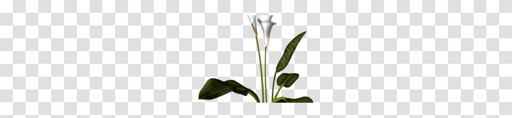 Calla Pic, Plant, Flower, Blossom, Acanthaceae Transparent Png