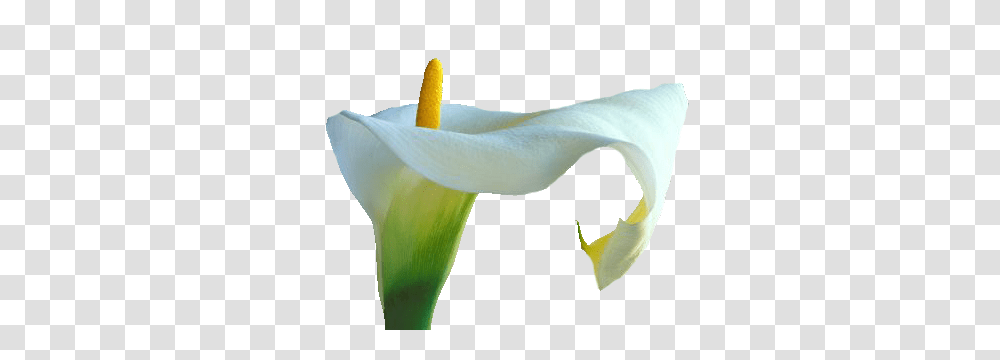 Callalily Images Free Download, Plant, Flower, Blossom, Petal Transparent Png