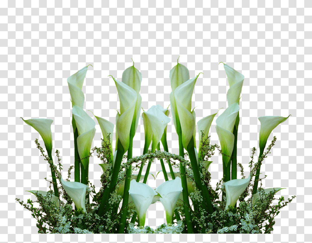 Callas 960, Flower, Plant, Blossom, Flower Arrangement Transparent Png