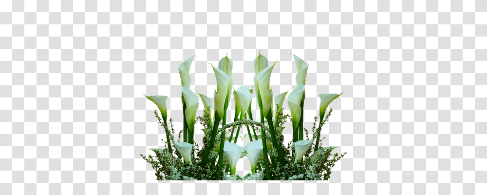 Callas Nature, Plant, Flower, Blossom Transparent Png
