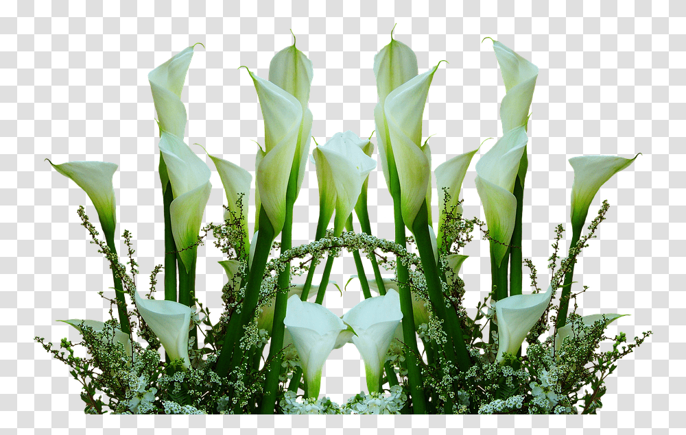Callas Flowers Cut Flowers Arrangement Romantic Flower, Plant, Blossom, Potted Plant, Vase Transparent Png